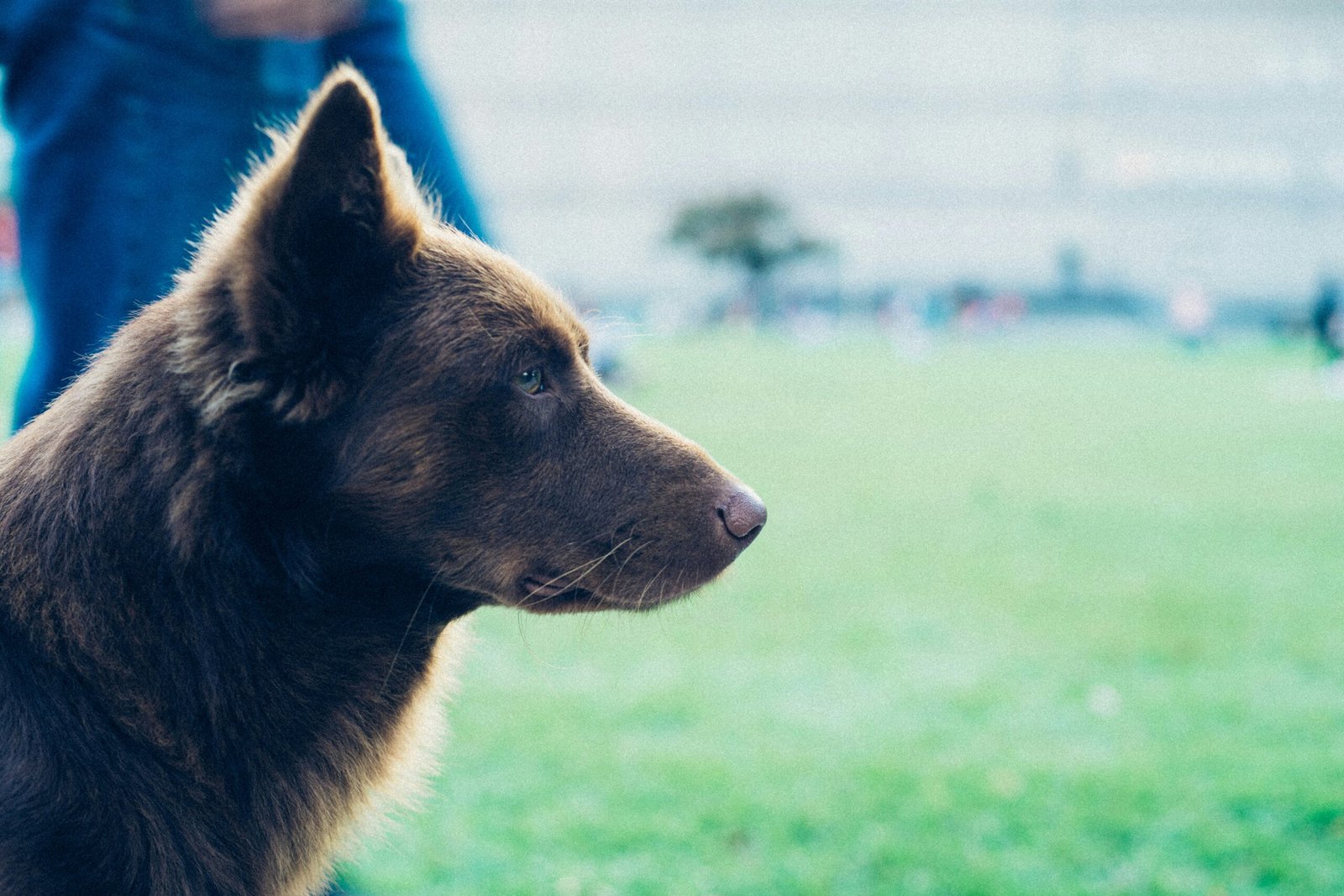Bienestar Animal: Adoptando a Nuestros Mejores Amigos